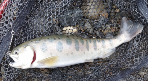 ヤマメの釣果