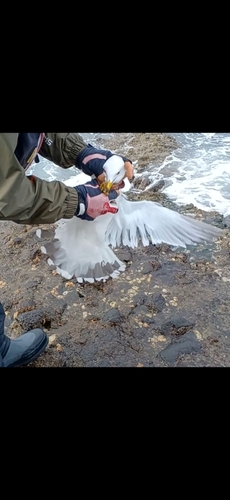 GTの釣果