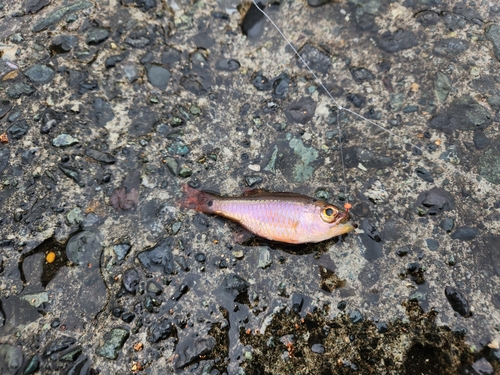 クロホシイシモチの釣果