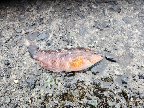 ホシササノハベラの釣果