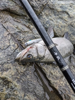 ヒラスズキの釣果