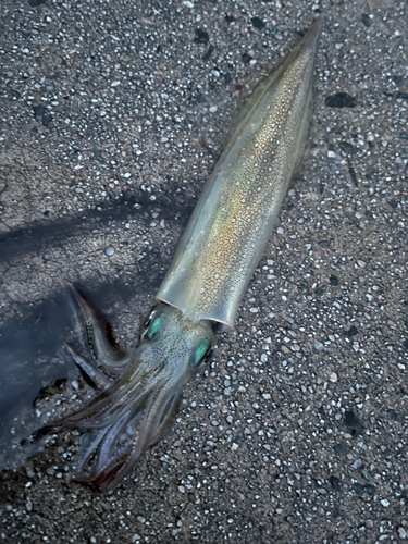 ヤリイカの釣果