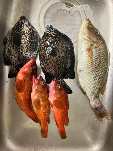ハマフエフキの釣果