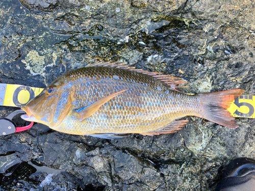 ハマフエフキの釣果