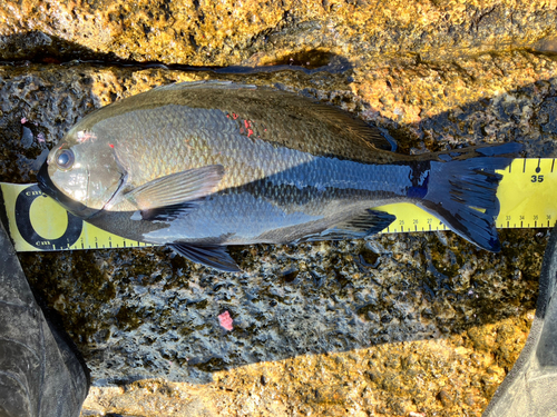 クチブトグレの釣果