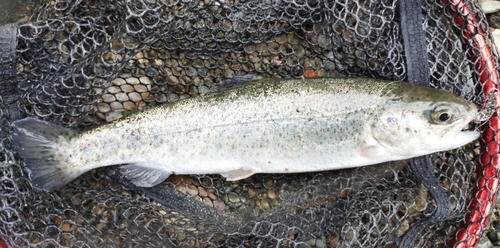 ニジマスの釣果