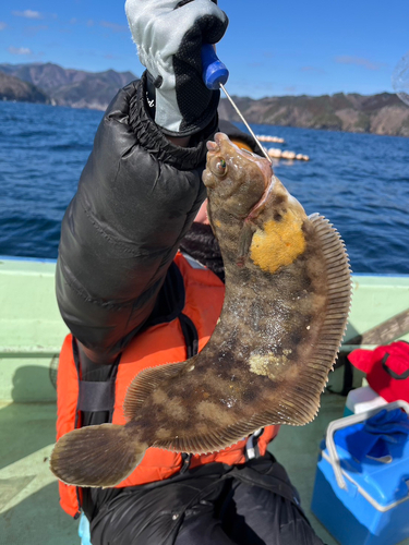 ナメタガレイの釣果