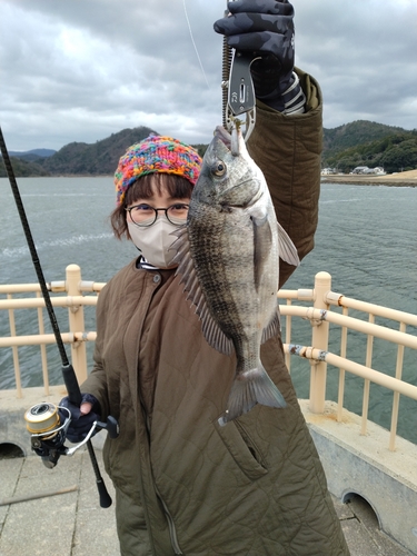 チヌの釣果