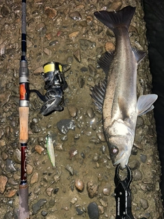 スズキの釣果