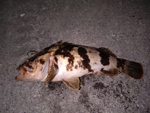 ベッコウゾイの釣果