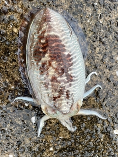 コウイカの釣果