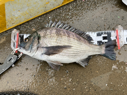 チヌの釣果