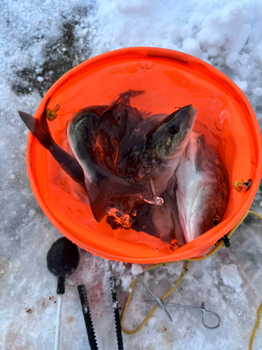 ホッケの釣果