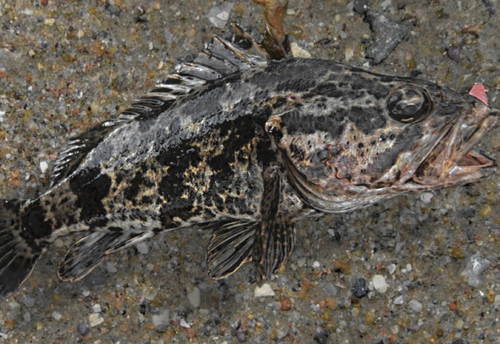 タケノコメバルの釣果