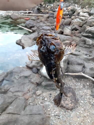 アラカブの釣果