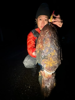 コブシメの釣果