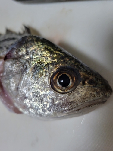 イシモチの釣果