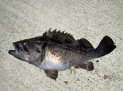 クロソイの釣果