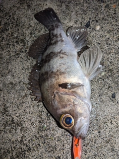 メバルの釣果