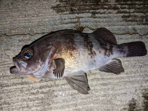 メバルの釣果