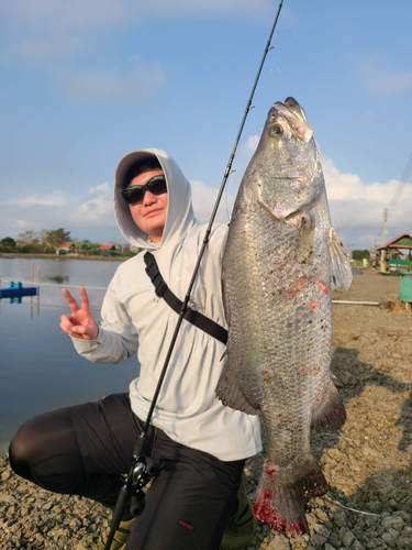 バラマンディの釣果