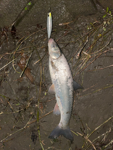 ウグイの釣果