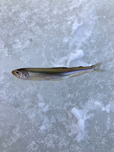 ワカサギの釣果