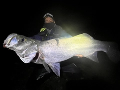 ヒラスズキの釣果
