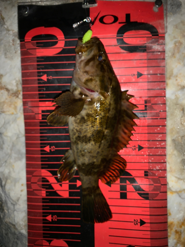 タケノコメバルの釣果