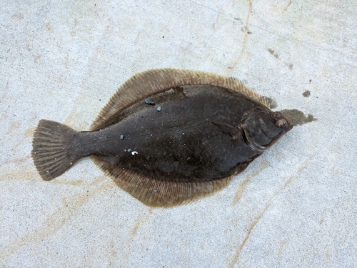 カレイの釣果