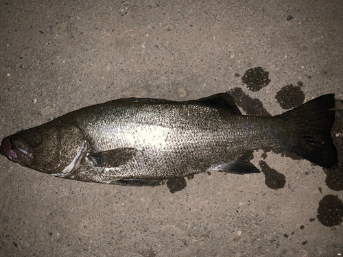 ヒラスズキの釣果