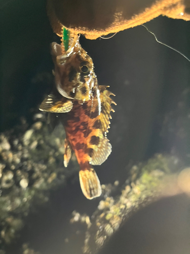 カサゴの釣果