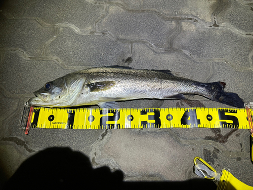 シーバスの釣果