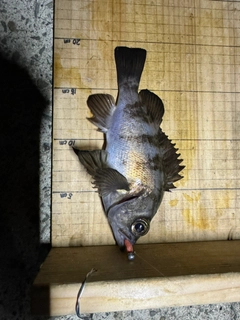 シロメバルの釣果