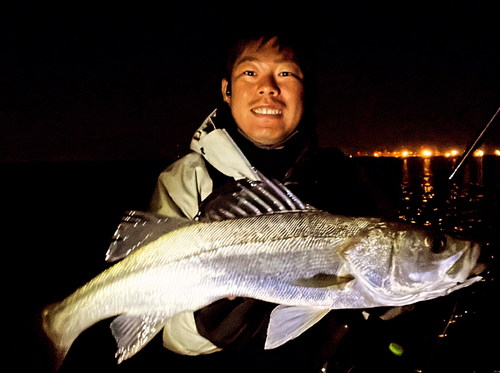 シーバスの釣果