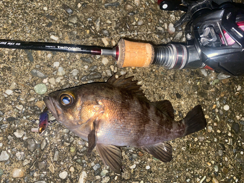 メバルの釣果