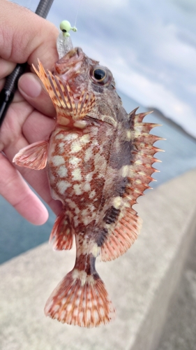 カサゴの釣果