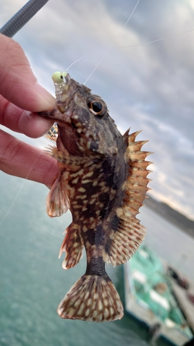 カサゴの釣果