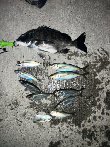 釣果