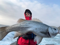 ヒラスズキの釣果