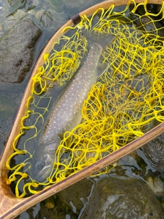 アメマスの釣果