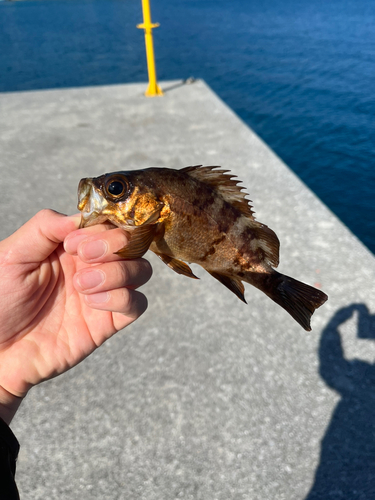 アカメバルの釣果