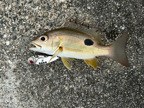 ヤマトビーの釣果