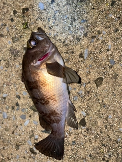 メバルの釣果