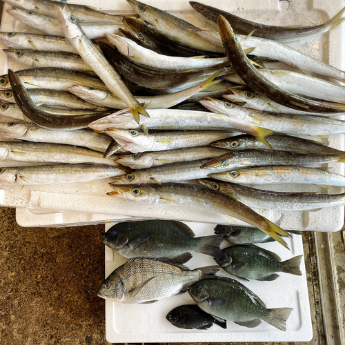 カマスの釣果