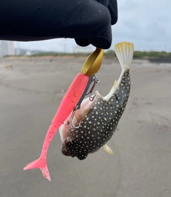 フグの釣果