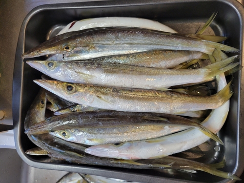 アカカマスの釣果