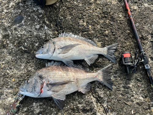 クロダイの釣果