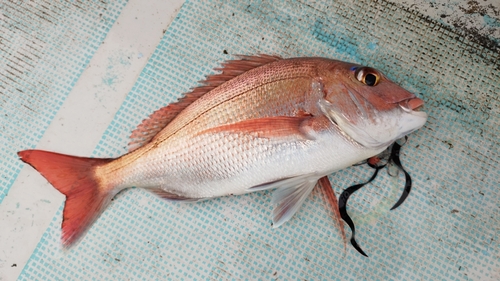 マダイの釣果