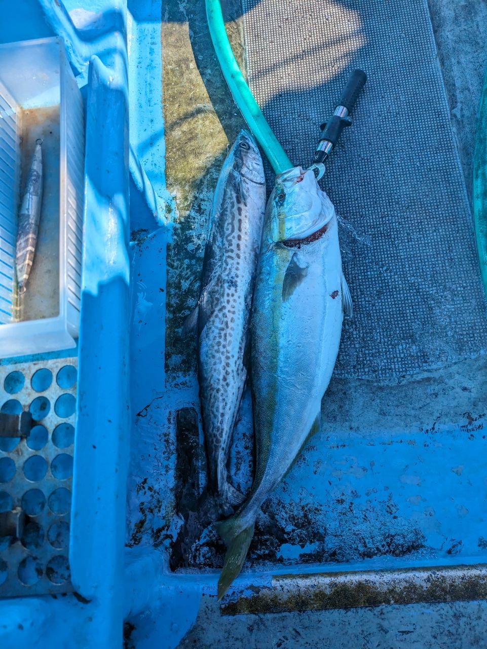 だもんでさんの釣果 1枚目の画像